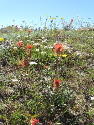 Castilleja miniatain_indian paintbrush (Scrophulariaceae) (2).JPG