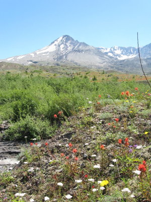 Castilleja miniatain_lupinus,latifolius_hypochaeris radicata at willow springs.JPG