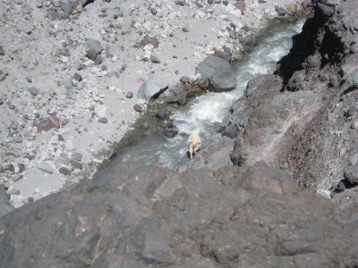 mountain goats and kids.JPG