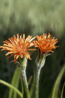 Agoseris aurantiaca Asteraceae orange agoseris perennial