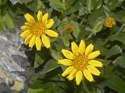 Arnica nevadensis Asteraceae nevada arnica perennial