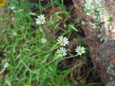 Cerastium nutans Caryophyllaceae nodding chickweed perennial