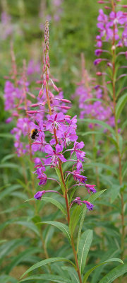 Chamerion angustifolium Onagraceae fireweed perennial