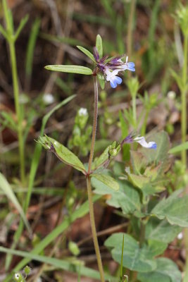 Collinsia parviflora Scrophulariaceae maiden blue eyed mary