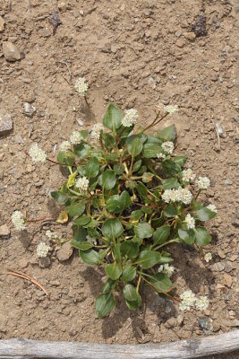Eriogonum pyrolifolium Polygonaceae shasta buckwheat perennial