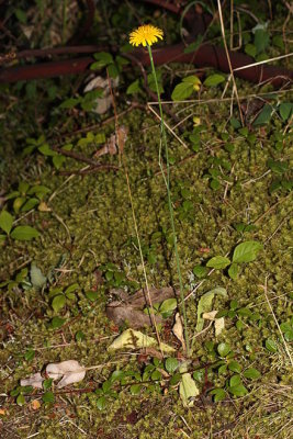 Hypochaeris radicata Asteraceae false dandelion (hairy cat's paw)*