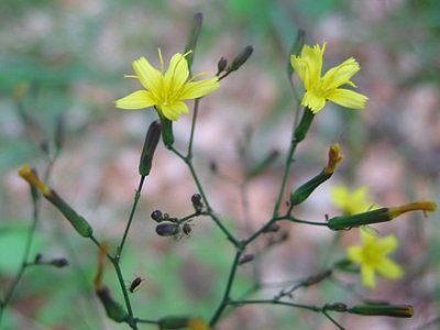 Lactuca muralis Asteraceae wall lettuce*