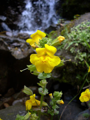 Mimulus guttatus Scrophulariaceae common monkey flower