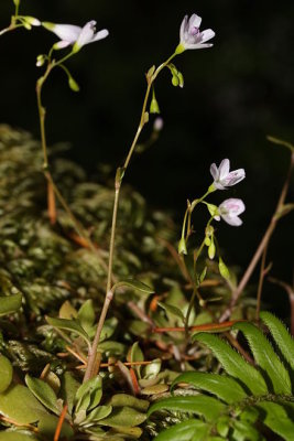 Monticola parviflora Portulacaeae small-leafed miners lettuce