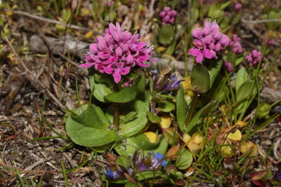 Plectritus	congesta	Caprifoliaceae	shortspur seablush