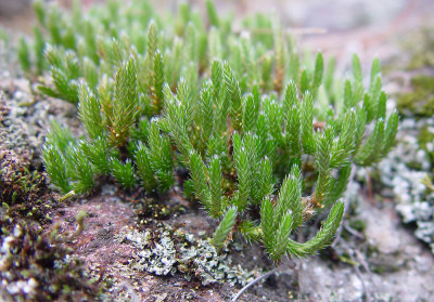 Spike Moss: Selaginella rupestris Selaginellaceae northern selaginella