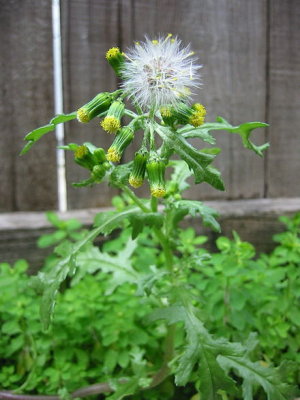 Senecio vulgaris Asteraceae common groundsel annual*