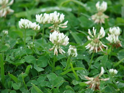 Trifolium repens*			White clover			Fabaceae non native perennial