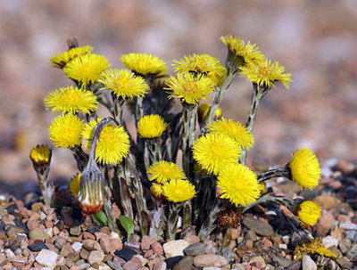 Tussilago	farfara	Asteraceae	coltsfoot*