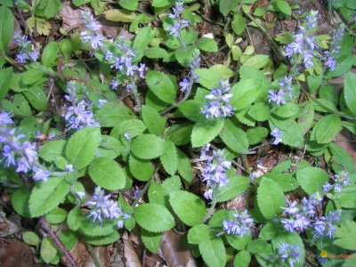 Veronica officinalis Scrophulariacea e common gypsyweed*