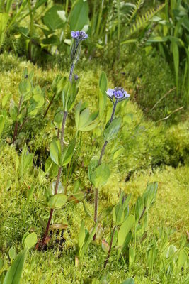 Veronica wormskjoldii Scrophulariaceae american alpine speedwell