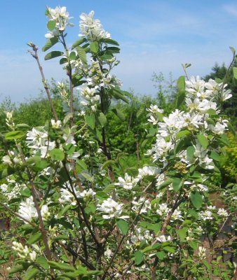 Amelanchier	alnifolia	Rosaceae	western serviceberry