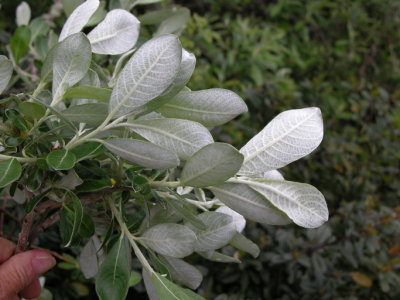 Salix	sitchensis	Salicaceae	sitka willow