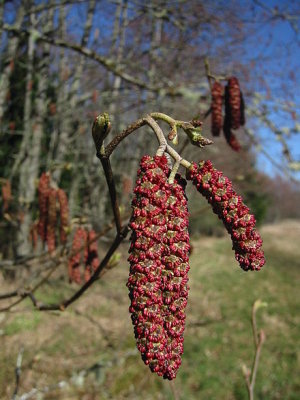 Alnus rubra Betulaceae red alder