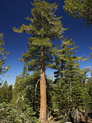 Pinus monticola Pinaeceae western white pine