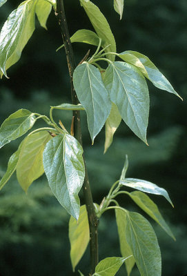 Populus balsimifera Salicaceae balsam poplar