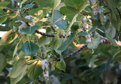 Populus trichocarpa Salicaceae black cottonwood