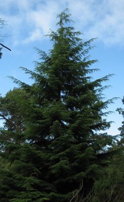 Tsuga heterophylla Pinaceae western hemlock