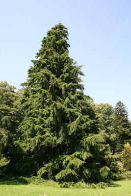 Tsuga heterophylla Pinaceae western hemlock