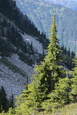 Tsuga mertensiana Pinaceae mountain hemlock