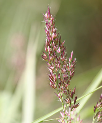 Agrostis	scabra	Poaceae	hair bentgrass
