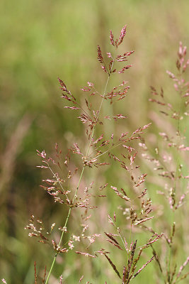 Agrostis	scabra	Poaceae	hair bentgrass
