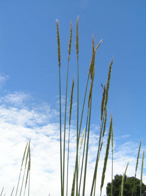 Elymus glaucus Poaceae blue wildrye