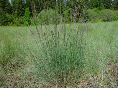 Festuca idahoensis Poaceae Idaho fescue