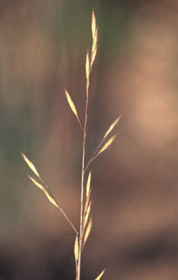 Festuca idahoensis Poaceae Idaho fescue