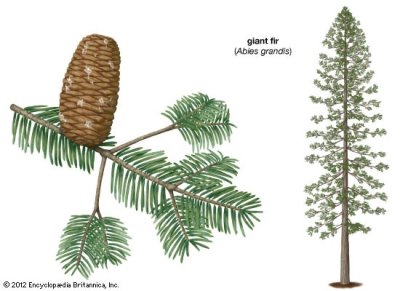 Abies grandis (grand fir)