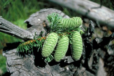 Abies grandis (grand fir)