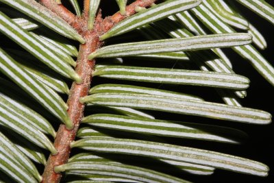 Abies grandis (grand fir)