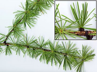 Western larch (Larix occidentalis)  decidious conifer 