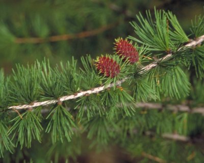 Western larch (Larix occidentalis)  decidious conifer 