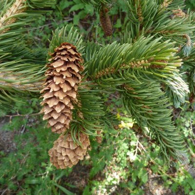 Picea engelmannii  (engleman spruce)