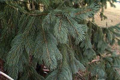 Picea engelmannii  (engleman spruce)