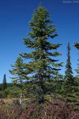 Picea engelmannii  (engleman spruce)
