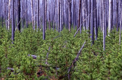 Pinus contorta, (odgepole pine and shore pine, and also known as twisted pine)