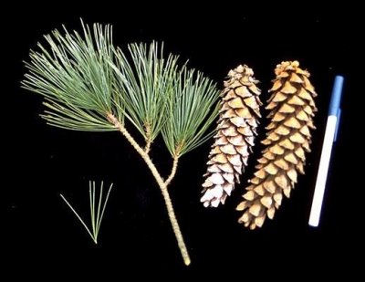 Pinus ponderosa, (ponderosa pine, bull pine, blackjack pine,or western yellow-pine)