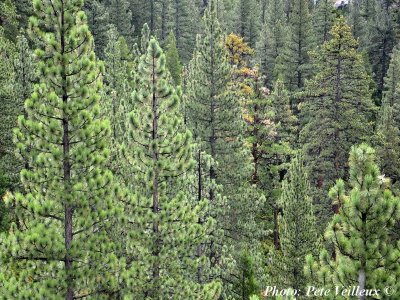 Pinus ponderosa, (ponderosa pine, bull pine, blackjack pine,or western yellow-pine)