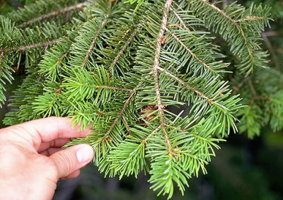 Pseudotsuga menziesii (douglas fir)