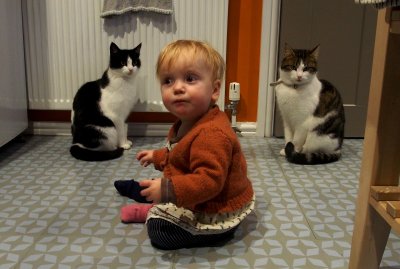 18th Jan _ cats 2.jpg