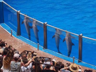 18th Aug - Paradise Park dolphins.jpg