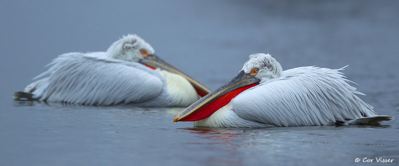 Dalmatian pelican / Kroeskoppelikaan
