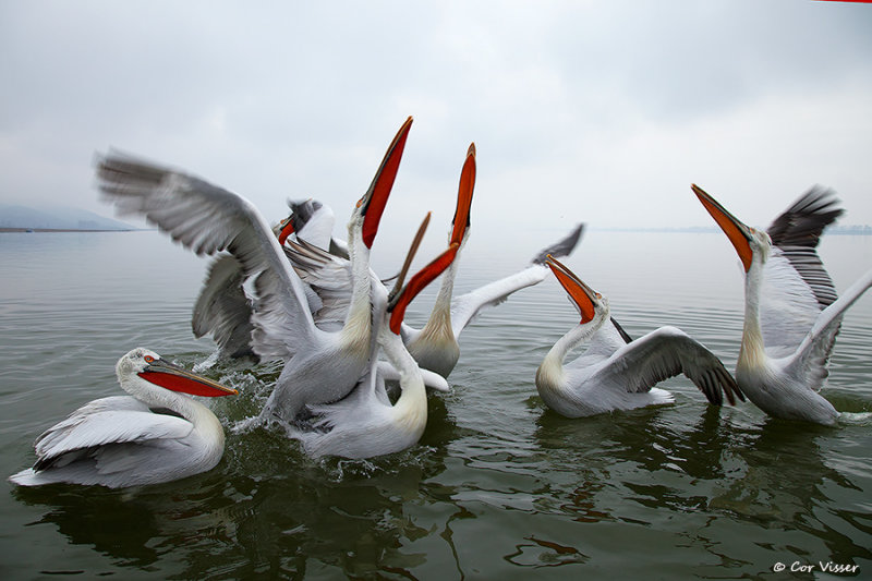Dalmatian pelican / Kroeskoppelikaan